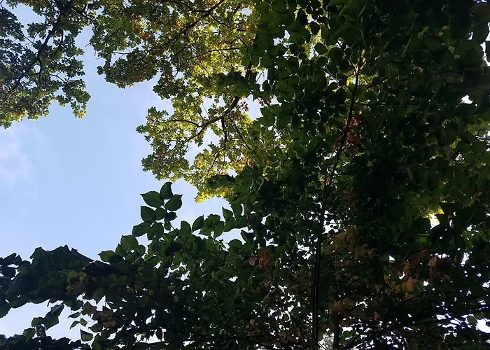 De Hazelaar روتردام